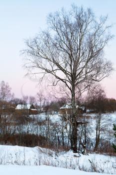 birch in country landscape at pink winter sunset