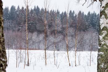 thin young birchs on winter snow forest edge