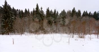 panoramic margin of a spruce forest on a winter day