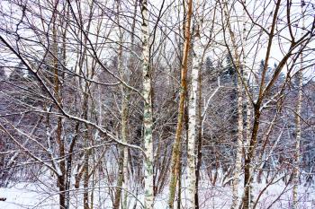 thin young birch underwood on winter snow forest edge in evening gloaming