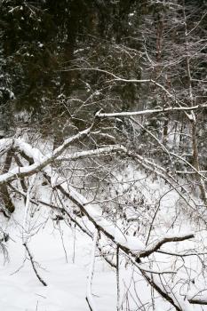 snow ravine in wild winter forest