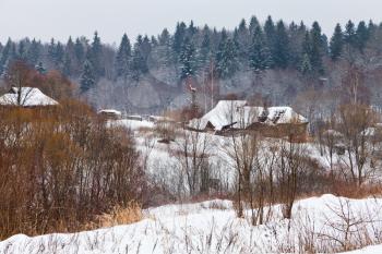 snowy village on margin of a spruce forest on a winter day