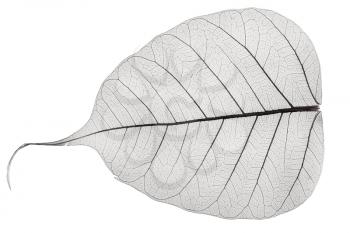 one grey transparent dried fallen leaf isolated on white background