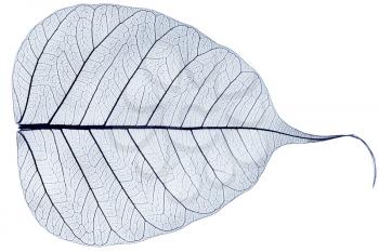 one blue transparent dried fallen leaf isolated on white background