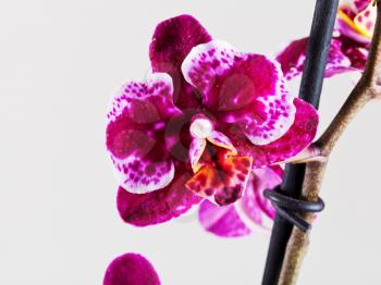 Orchid Phalaenopsis flower head close up