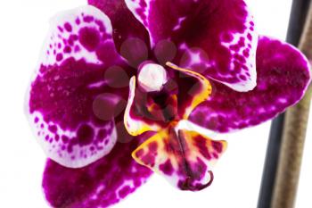 macro view of Orchid Phalaenopsis flower isolated on white background