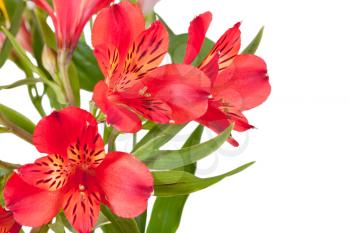 flowers bunch from several red alstroemeria isolated on white background