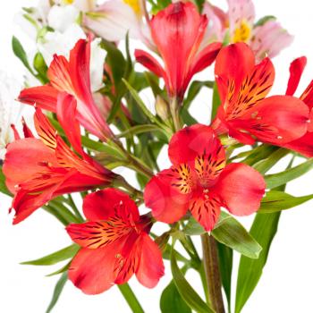 bouquet from red and pink alstroemeria blooms isolated on white background