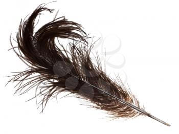 old ostrich feather on white background close up