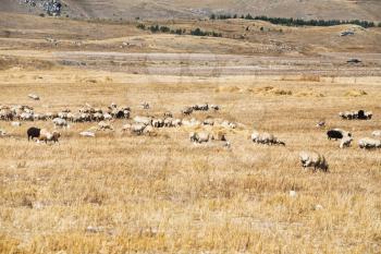 flock of sheep grazing on mountail plateau in Armenia in autumn day