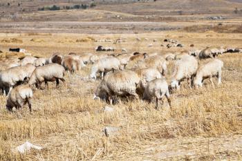 herd of sheep grazing on autumn grass in mountain Armenia