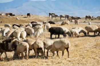 flock of sheep grazing on autumn grass in mountain Armenia