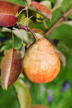 ripe yellow and red pear on tree in fruit orchard close up