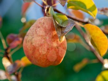 wet ripe yellow and red pear on tree in early dew