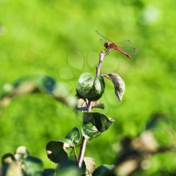 red dragonfly on apple tree branch in summer day