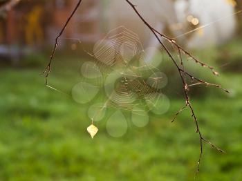autumn sun lights spider web with fallen leaf at sunrise