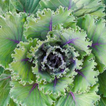 top view of green decorative cabbage