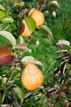 ripe pears on tree in fruit orchard
