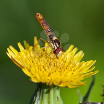 hoverfly sphaerophoria scripta collect pollen on yellow flower of Sonchus close up