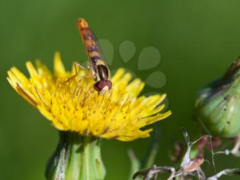 hoverfly sphaerophoria scripta gathers pollen on yellow flower of Sonchus close up
