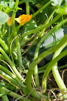 Zucchini fruit and yellow flower on plant in garden