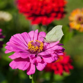 butterfly female imago Brimstone feed pollen on pink Zinnia flower close up