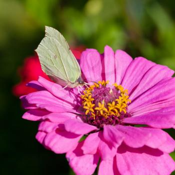butterfly female imago Brimstone collect nectar on pink Zinnia flower close up