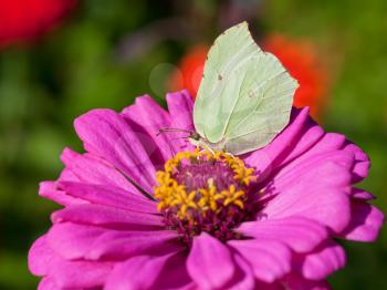 butterfly female imago Brimstone eat nectar on pink Zinnia flower close up