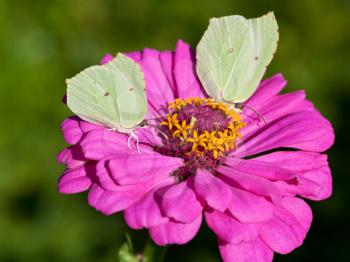 two butterflies Brimstone feed nectar on pink Zinnia flower close up