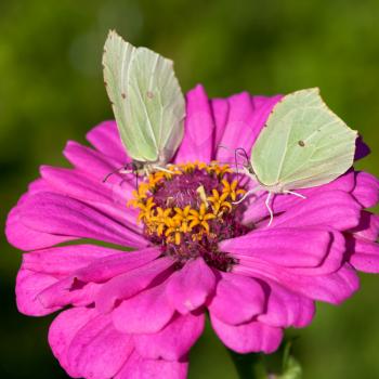 two butterflies Brimstone feed pollen on pink Zinnia flower close up