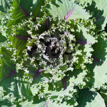 top view of green decorative kale
