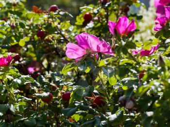 thickets of wild rose with pink flowers in summer day