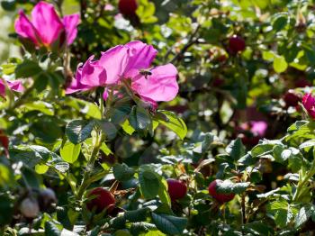 bee fly to thickets of wild rose with pink flowers in summer day