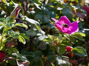 bee collect pollen in wild rose flower in summer day