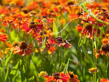 flowering field with gaillardia flowers and honey bees close up