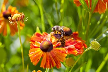 honey bee collects nectar from gaillardia flower close up