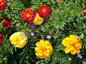 tagetes marigold flowers on green bed
