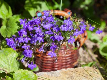 basket of blue lobelias flowers in summer garden