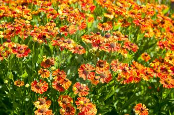 flowering field of gaillardia flower in sunny summer day