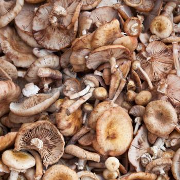 many Scotch bonnet mushroom close up