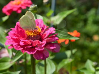butterfly Brimstone on pink Zinnia flower close up in summer day