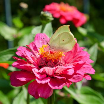 butterfly Brimstone on pink Zinnia flower macro shot