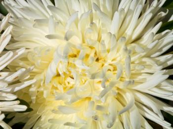 flower head of white Aster Duchess close up
