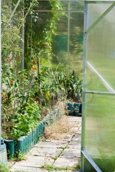 open door to greenhouse with vegetables in garden