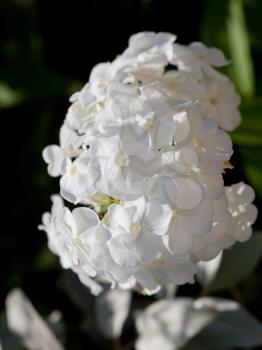 bunch of white flower Phlox close up
