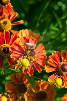 honey bee sips nectar from gaillardia flower close up in summer day