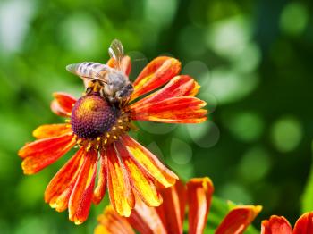 macro shot of honey bee sips nectar from gaillardia flower close up