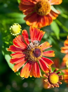 above view of honey bee sips nectar from gaillardia flower close up