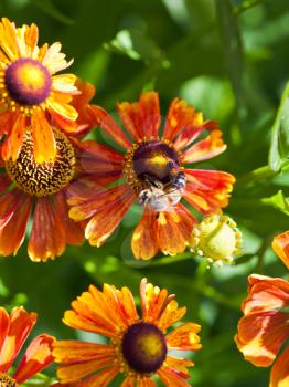 top view of honey bee sips nectar from gaillardia flower close up