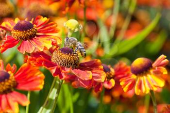 honey bee sips nectar from gaillardia flower close up in sunny summer day